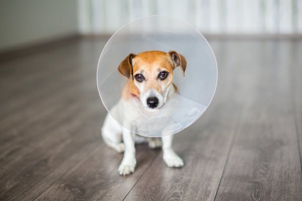 Pluto the Darwin Dog neuromorphic computer