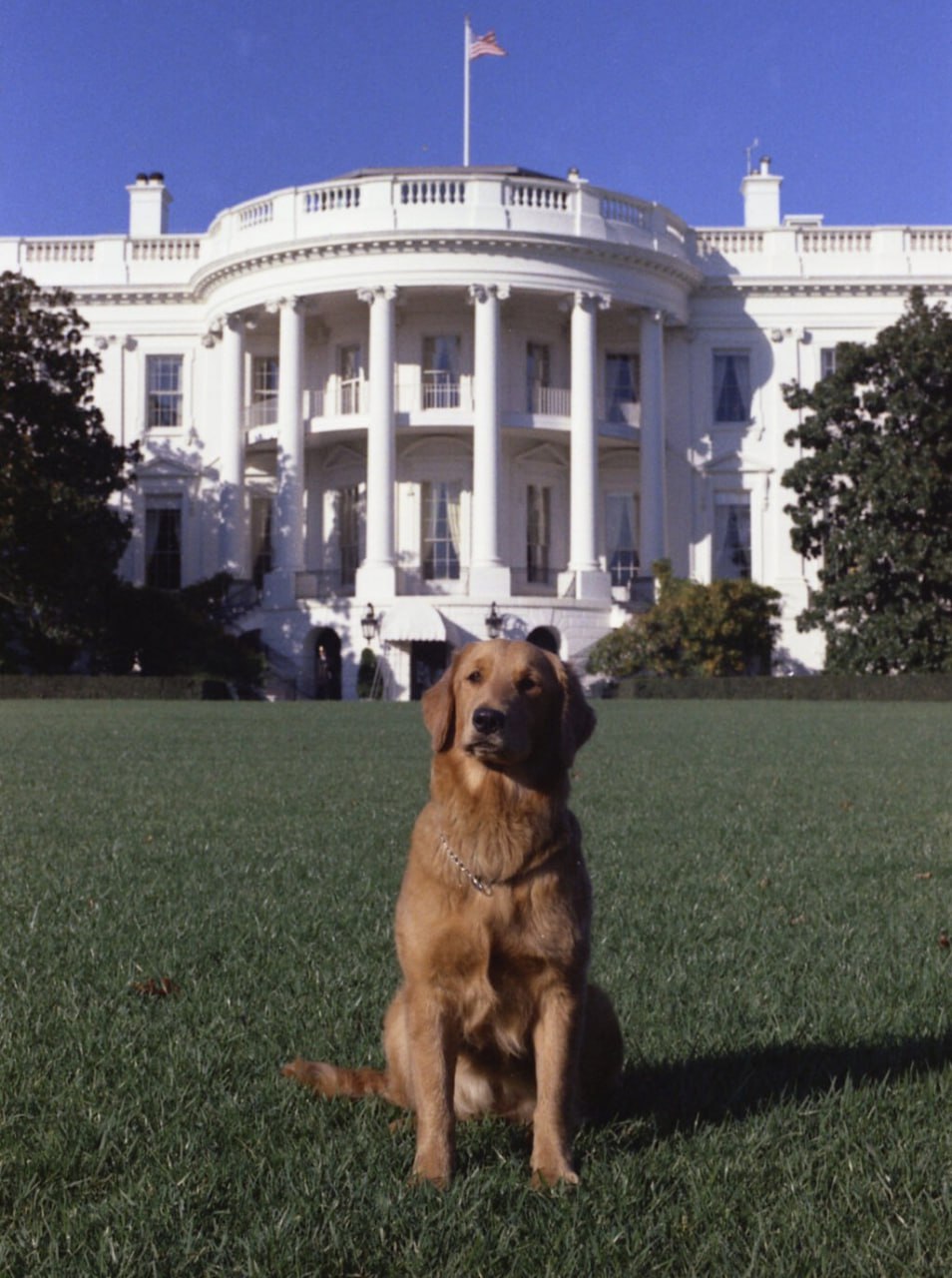 Jake the Golden Retriever at the White House